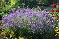 Echter Lavendel (Lavandula angustifolia) (9478066937).jpg