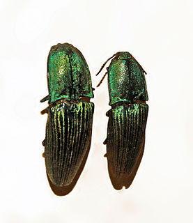 <i>Chalcolepidius virens</i> Species of beetle