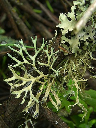 <i>Leucodermia</i> Genus of fungi