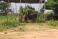Elephants at elephant village (Bantaklang) - panoramio.jpg