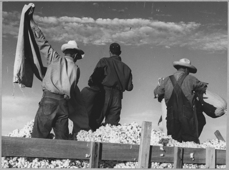 File:Eloy District, Pinal County, Arizona. Migratory cotton pickers dump their sacks into the field wagon . . . - NARA - 522252.tif