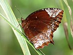 Elymnias hypermnestra male by kadavoor.jpg