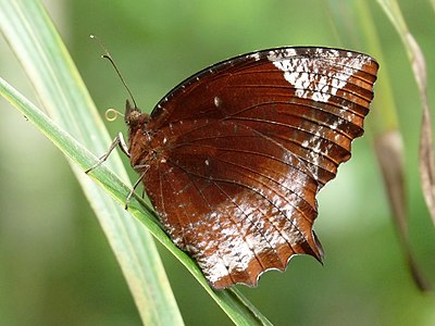 Elymnias hypermnestra race caudata male on his larva host plant, Coconut palm.