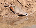 Emerald spotted wood dove, note the rufus colour on the wings. (6073688144).jpg