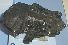 Enhydriodon campanii.JPG