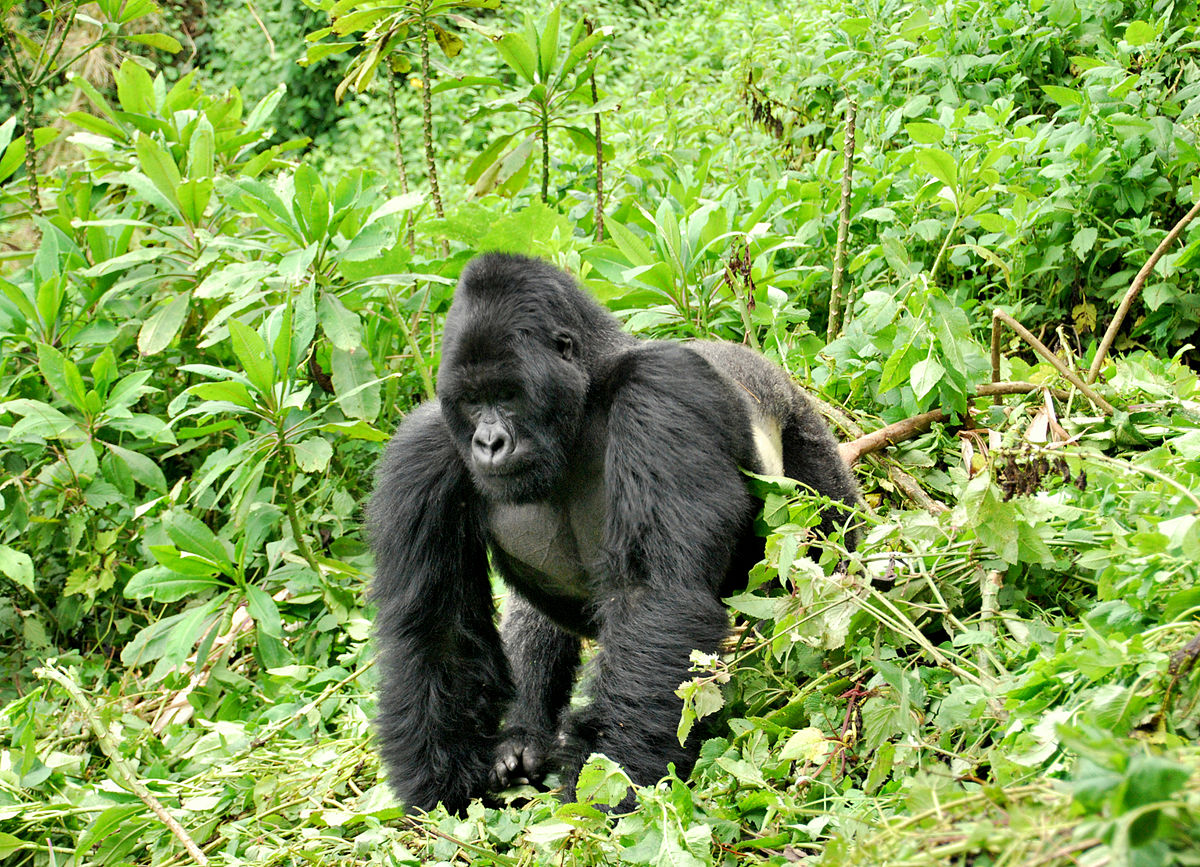 Gorilla - Wikipedia