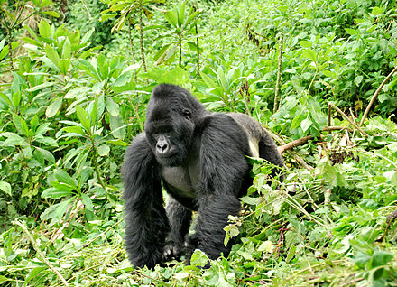 Верхняя обезьян. Восточная Горная горилла. Камерунская горилла. Горные гориллы Уганда. Восточная Горная горилла Африка.
