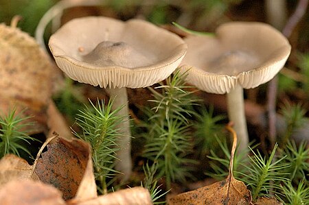 Entoloma sordidulum