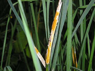 La lolina es un alcaloide pirrolizidínico saturado con un grupo 1-amino y un puente oxígeno entre C2 y C7. Ha sido aislada de los hongos Epichloë, endófitos simbiontes de los pastos Lolium cuneatum, Lolium temulentum y Festuca arundinacea (Poaceae)