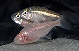 Epigean and cave-dwelling Mexican tetras (Astyanax mexicanus).