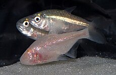 Epigean and cave-dwelling Mexican tetras Astyanax mexicanus.jpg