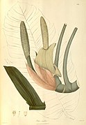 Illustration, Plantae Asiaticae Rariores, vol. 2: t. 192 (1831)