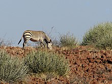 Equus zebra hartmannae.jpg