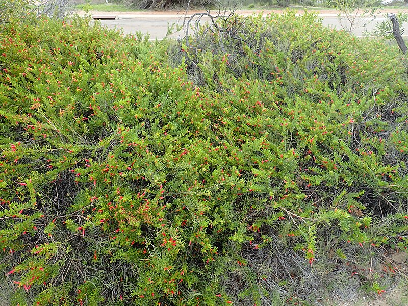 File:Eremophila glabra carnosa (habit).jpg