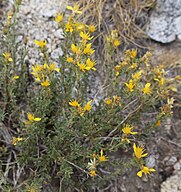 Singlehead goldenbush (Ericameria suffruticosa) plant