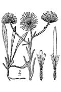 Erigeron divergens