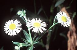 Erigeron strigosus