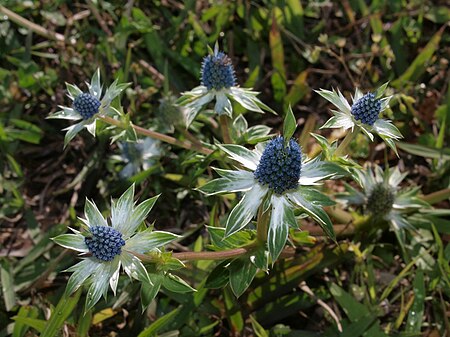 Eryngium carlinae