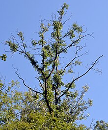 Boom met veel takken zonder blad