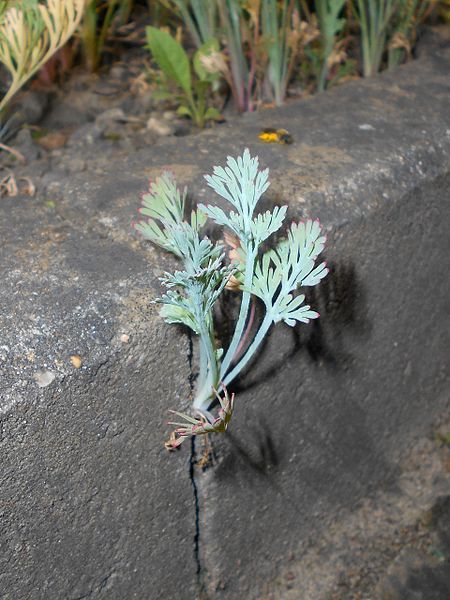 File:Eschscholzia californica 2017-05-31 1969.jpg