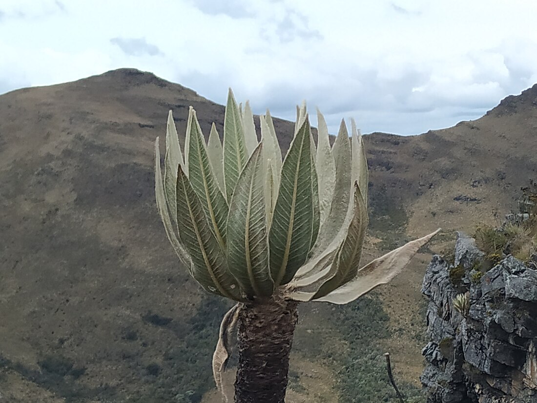 Espeletia cachaluensis