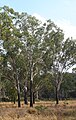 Eucalyptus cambageana