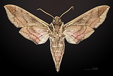 Satelitska satelit Eumorpha MHNT CUT 2010 0 8 Edgard, Louisiana ventral.jpg