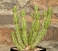 Euphorbia knobelii
