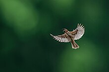 In flight Eurasian-Tree-Sparrow.jpg