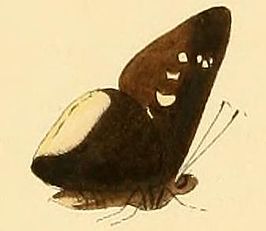 Eutychide physcella