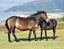 Semi-feral Exmoor ponies on Porlock common, Exmoor: They are gathered each year to remove foals and assess stock. Exmoor ponies on Porlock Common.jpg