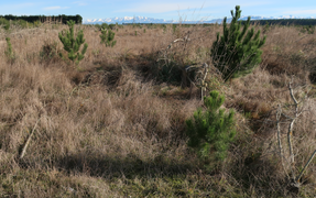 Eyrewell Forest plantings MRD 2.png