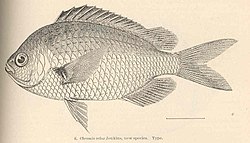 Chromis Ovalis: Phạm vi phân bố và môi trường sống, Mô tả, Sinh thái học