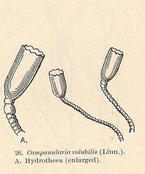 "Campanularia volubilis"