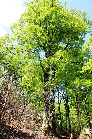 Fagus crenata leave in Mount Mominuka.jpg