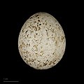 Falco sparverius (huevo) - MHNT