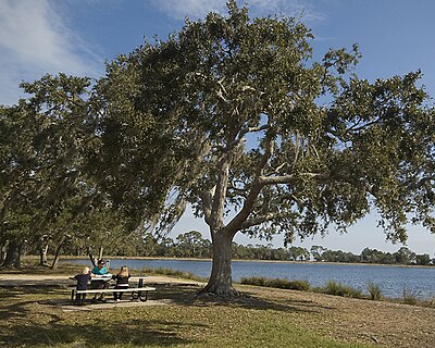 Family Picnic By Carole Robertson.jpg