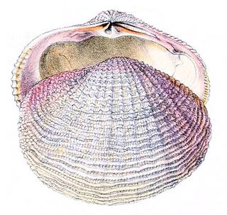 <span class="mw-page-title-main">Fimbriidae</span> Family of bivalves