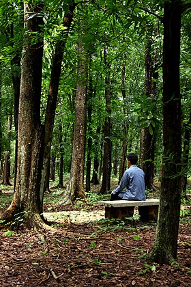 Image illustrative de l’article Jardin botanique de Purwodadi