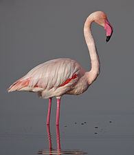 Phoenicopterus roseus