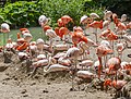 * Nomination Flamingo (Phoenicopterus roseus), Tierpark Hellabrunn, Munich, Germany --Poco a poco 18:54, 17 April 2019 (UTC) * Promotion Very noisy as well. --Ermell 19:04, 17 April 2019 (UTC)  New version --Poco a poco 19:13, 18 April 2019 (UTC)  Support Good quality. --Ermell 12:36, 19 April 2019 (UTC)