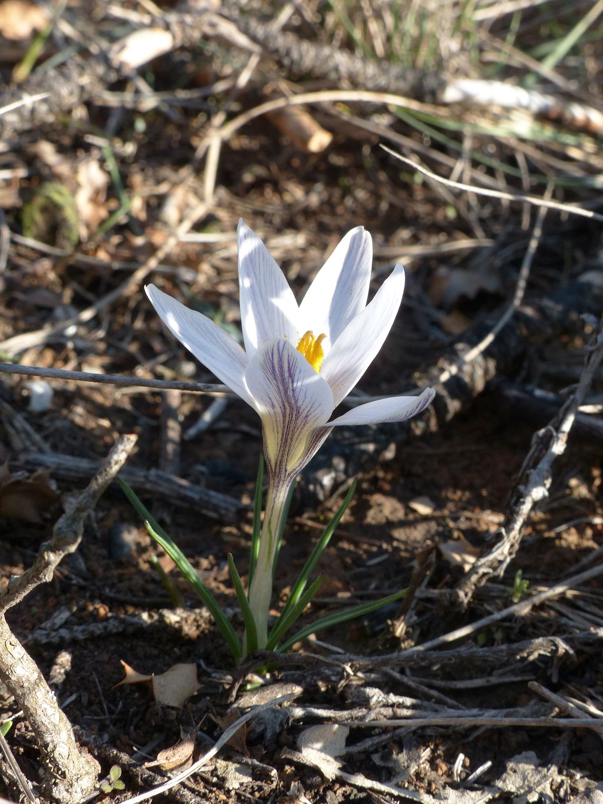 Crocus nevadensis - Wikipedia, la enciclopedia libre