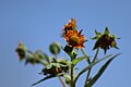 * Nomination Flower of Yacón (Smallanthus sonchifolius). --Cbrescia 14:38, 27 June 2022 (UTC) * Decline  Oppose Sorry! Nothing sharp. --Steindy 20:56, 27 June 2022 (UTC)  Oppose Part of the plant is too blurry and not sharp enough --Q28 02:53, 30 June 2022 (UTC)