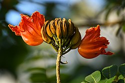 Květ Spathodea campanulata v Muzhappilangad .jpg