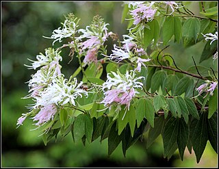 <i>Bauhinia divaricata</i> Species of plant in the family Fabaceae