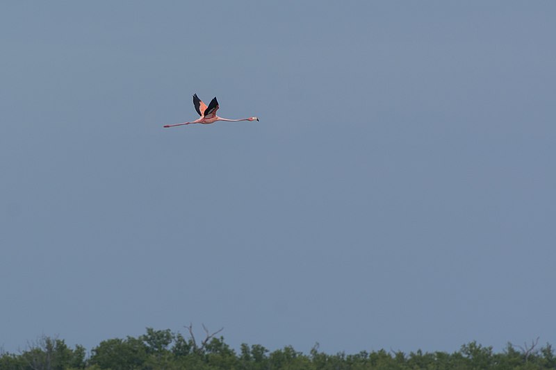 File:Flying Flamingo.jpg