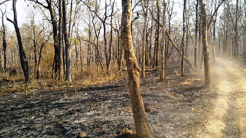 File:Forest Fire @ Wayanad Wildlife Sanctuary, Muthanga Range - panoramio (16).jpg