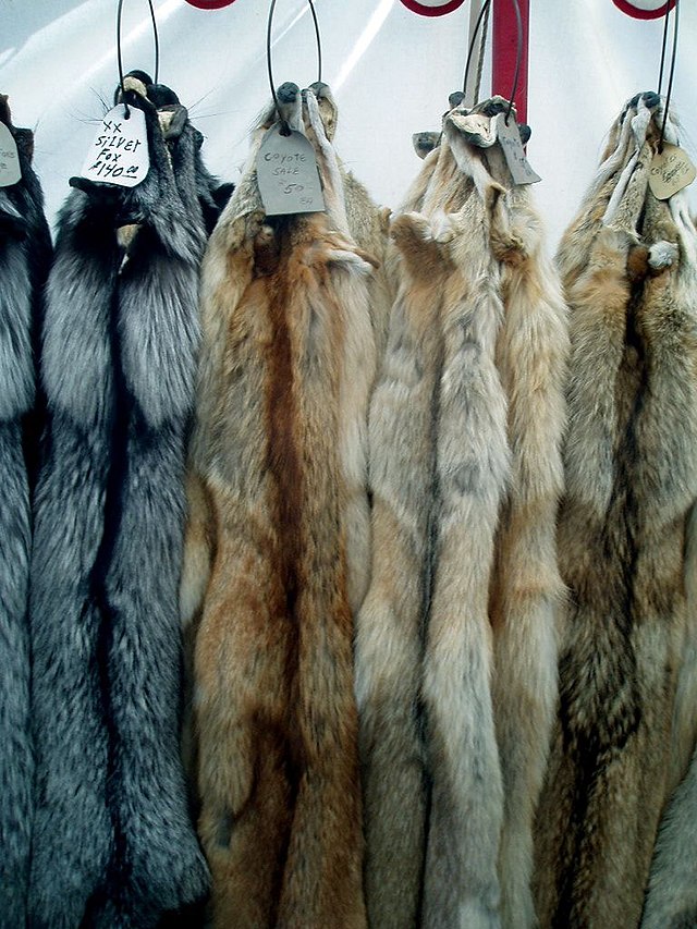 Блю Фокс мех. Fur Blue Fox Skin. Island Fox fur Skin. Huge tanned Silver Fox Hide, Winter Pelt, fur, Wall Hanger silfox56.