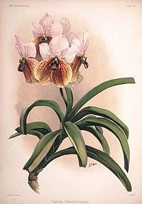 plate 62 Vanda sanderiana