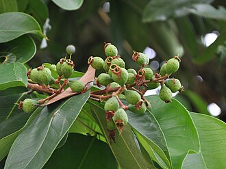 Young fruits Fruits of Syzygium grande.jpg